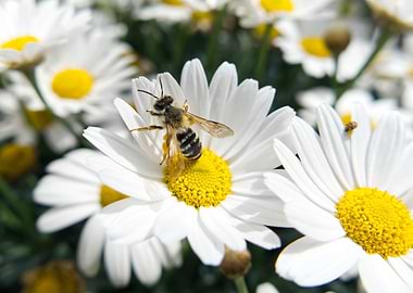 Bee on White Daisy Flower