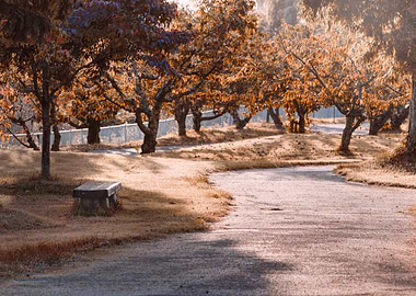 Autumn park path with bench