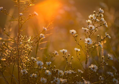 Golden Hour Daisies