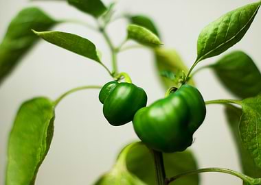 Green Bell Peppers on the Plant