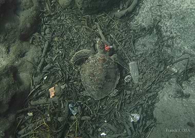 Sea Turtle Surrounded by Ocean Pollution