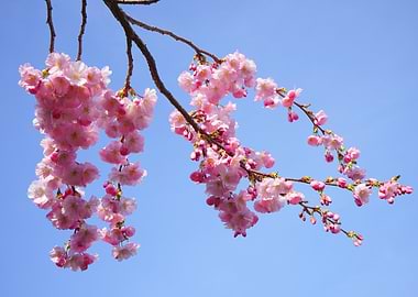 Cherry Blossoms Against Blue Sky