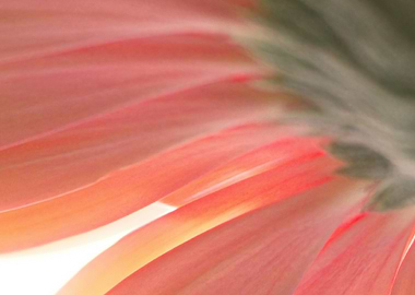 Abstract Pink Flower Petals