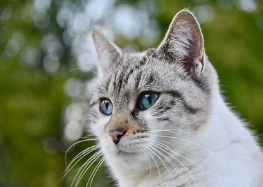 Close-up of a Blue-Eyed Cat