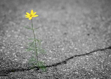Yellow Flower Growing Through Cracked Asphalt