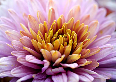 Close-up of a Chrysanthemum Flower