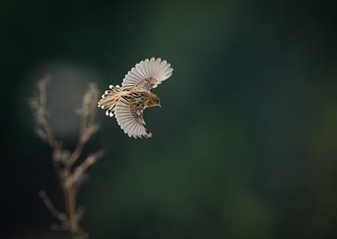 Bird in Flight