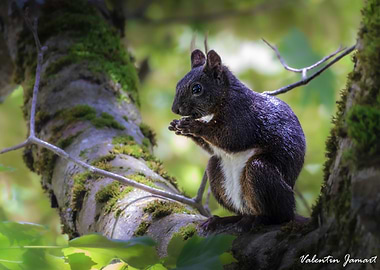 Squirrel (Sciurus vulgaris) eating on a tree branch