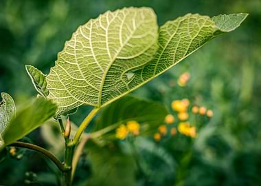 Close-up of a Green Leaf