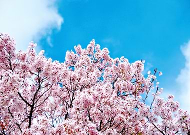 Cherry Blossoms Against a Blue Sky