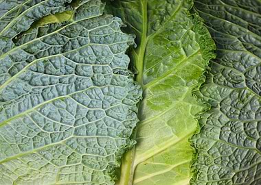 Close-up of Savoy Cabbage Leaves