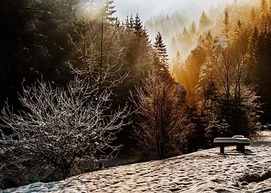 Winter Forest with Sunlight and Snow