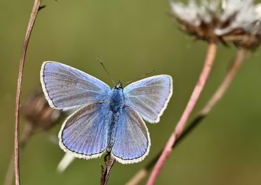 Close-up of a Blue Butterfly