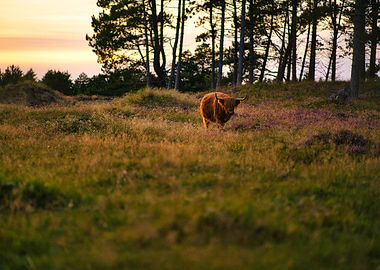 Highland Cow in Field at Sunset