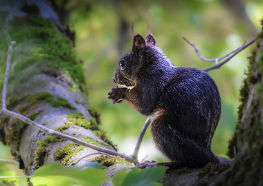 Squirrel (Sciurus vulgaris) Eating in a Mossy Tree