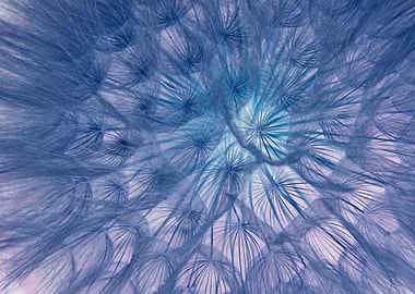 Blue Dandelion Seed Head Close-Up