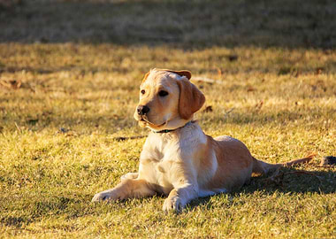 Golden Labrador Puppy Relaxing on Grass
