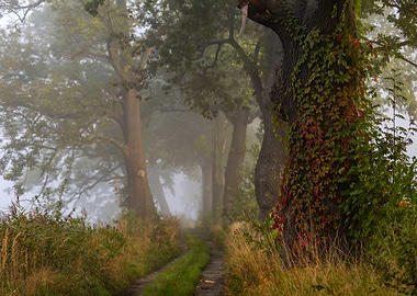 Misty Path Through Trees