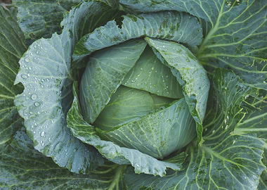 Fresh Green Cabbage Head Close-Up
