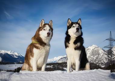 Two Huskies in a Snowy Landscape