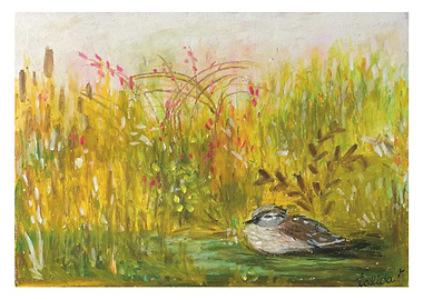 Bird in Meadow