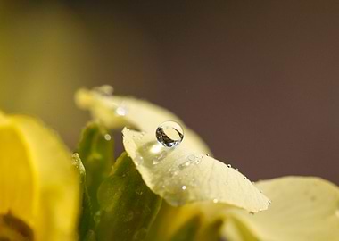 Dewdrop on Yellow Flower Petal