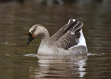 Swan Goose Swimming in Water