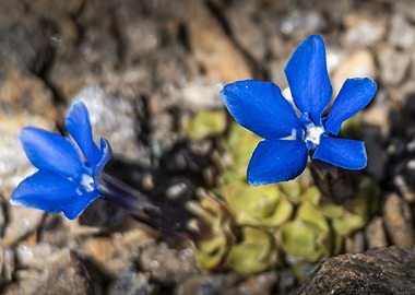 Small-leaved Gentian (Gentiana brachyphylla) in Rocky Terrain