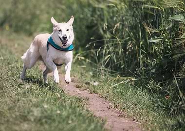 Happy Dog Running on a Path