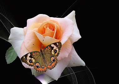 Butterfly on Peach Rose