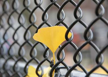 Yellow Ginkgo Leaf on Black Fence