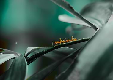 Ants on a Branch