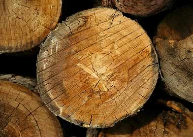 Pile of Cut Wood Logs