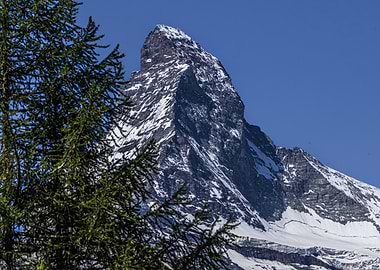 Matterhorn Mountain Peak with Tree