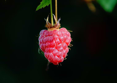 Ripe Raspberry on the Vine