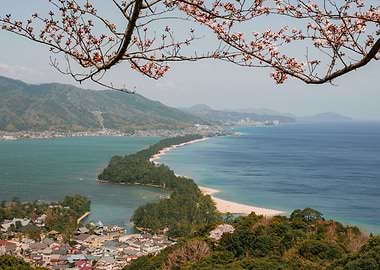 Amanohashidate Sandbar with Cherry Blossoms