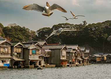 Seagulls in Ine - Kyoto, Japan