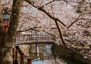 Cherry Blossoms Bridge in Japan