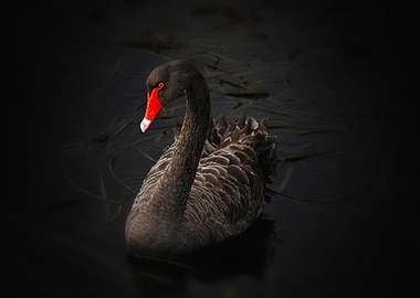 Elegant Black Swan Portrait
