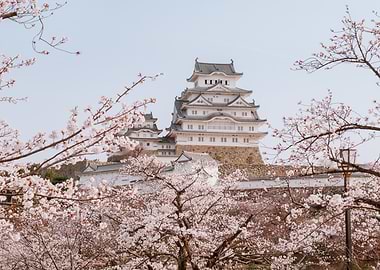 Himeji Castle with Cherry Blossoms