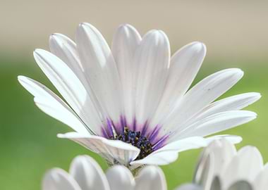 White Daisy Flower Close-Up
