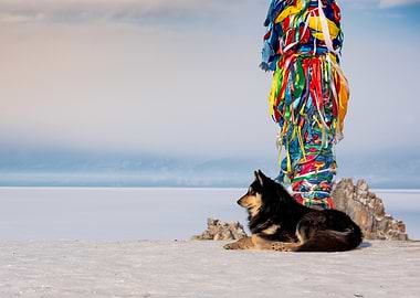 Dog resting near a prayer pole