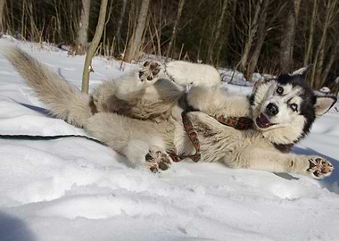 Happy Husky Rolling in Snow