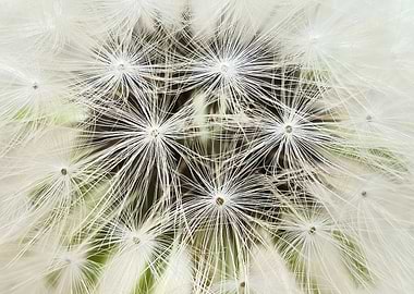 Dandelion Seed Head Close-Up