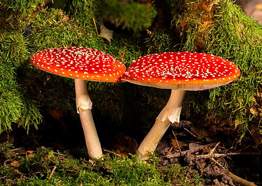 Two Fly Agaric Mushrooms in Moss