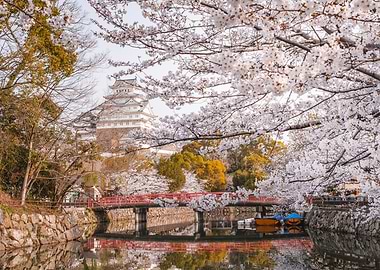 Himeji Castle with Cherry Blossoms