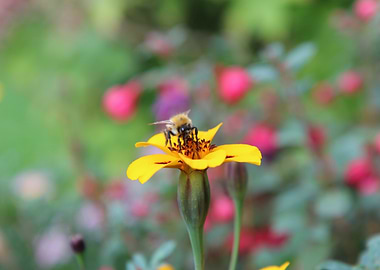 Bee on Yellow Flower