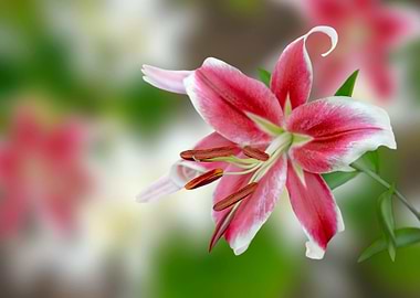 Pink and White Lily Close-Up