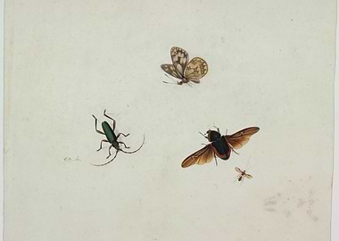 Antique Insect Illustration with Butterfly and Beetles