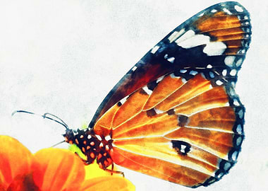 Monarch Butterfly on Orange Flower